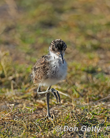 Blacksmith Lapwing