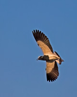 Blacksmith Lapwing
