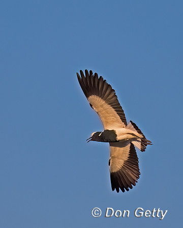 Blacksmith Lapwing
