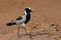 Blacksmith Lapwing