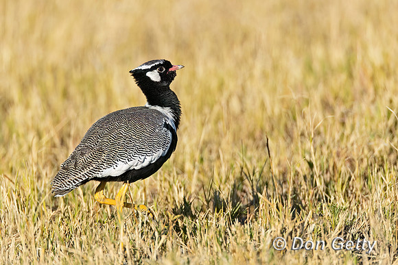 Northern Black Korhaan