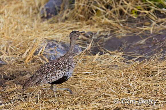 Red-crested Korhaan