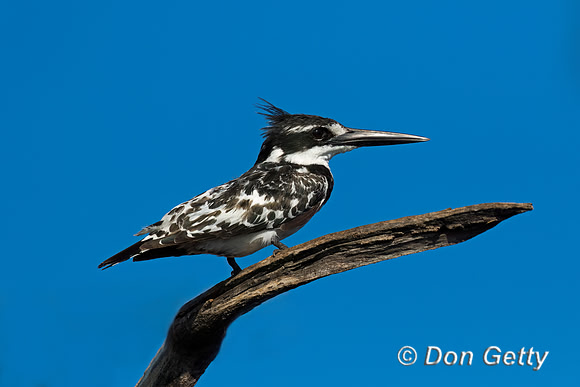 Pied Kingfisher
