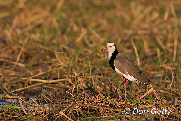Long-toed Lapwing