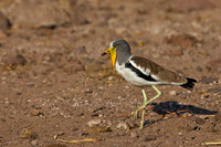 White-crowned Lapwing