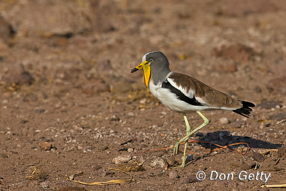 White-crowned Lapwing