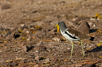 White-crowned Lapwing