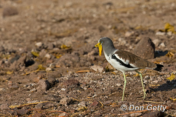 White-crowned Lapwing