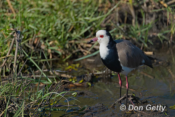 Long-toed Lapwing