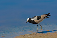 Blacksmith Lapwing