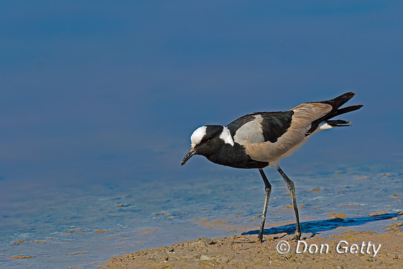 Blacksmith Lapwing