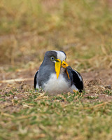 White-crowned Lapwing