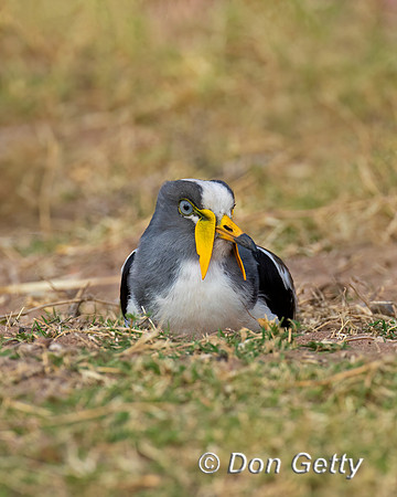 White-crowned Lapwing