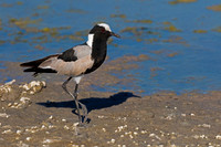 Blacksmith Lapwing