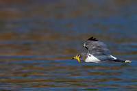 White-crowned Lapwing