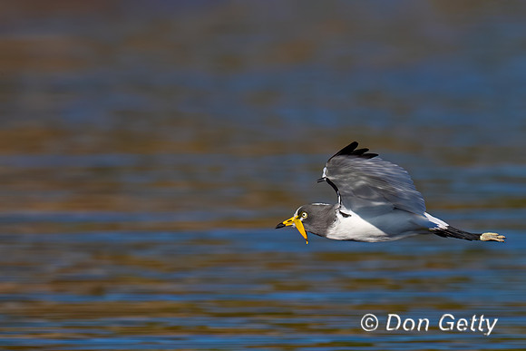 White-crowned Lapwing