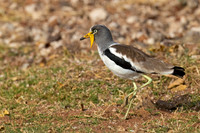 White-crowned Lapwing