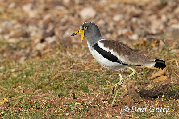 White-crowned Lapwing