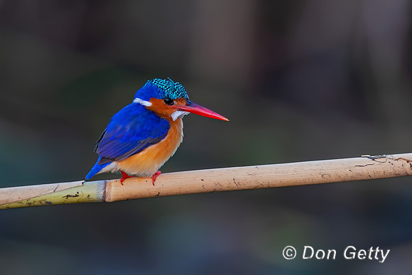 Malachite Kingfisher