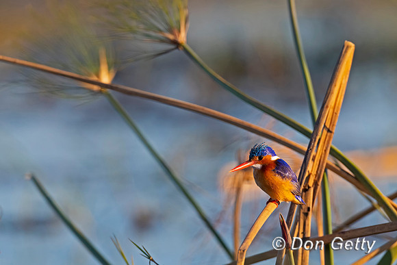 Malachite Kingfisher