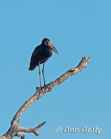 African Openbill