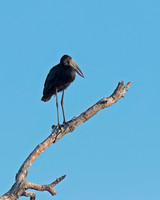 African Openbill