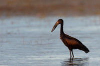 African Openbill