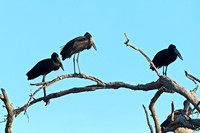 African Openbill