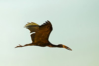 African Openbill