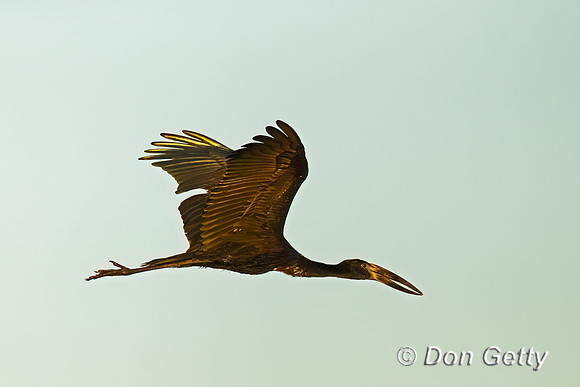 African Openbill