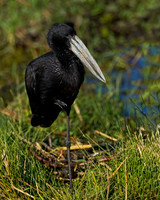 African Openbill
