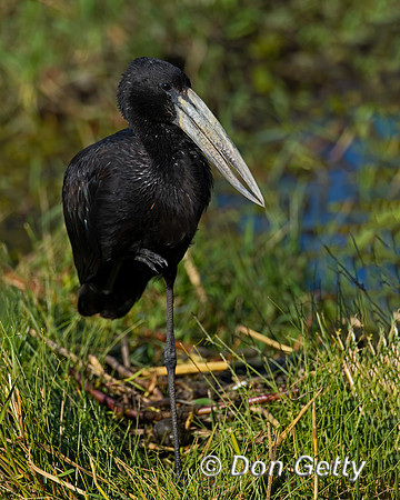 African Openbill