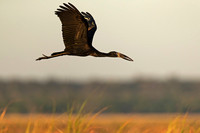 African Openbill