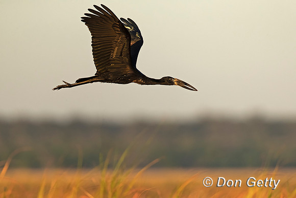 African Openbill