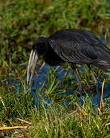 African Openbill