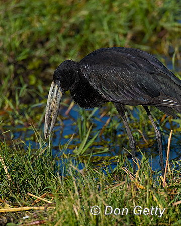 African Openbill