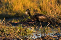 African Openbill