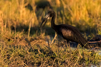 African Openbill