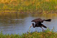African Openbill