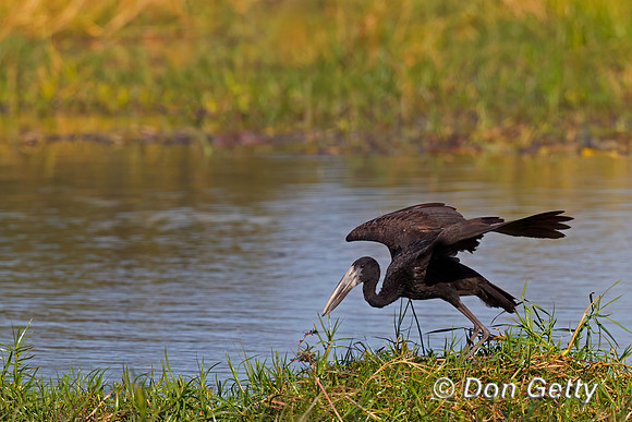 African Openbill