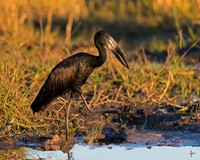 African Openbill