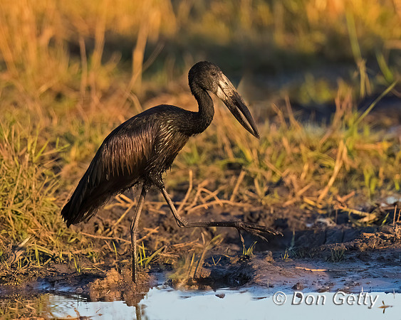African Openbill