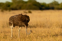 Common Ostrich
