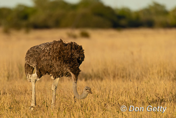 Common Ostrich