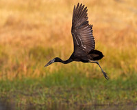 African Openbill