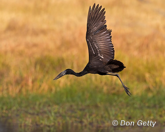 African Openbill