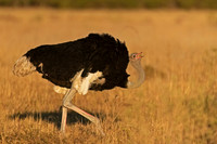 Common Ostrich
