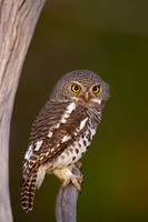 African barred Owlet
