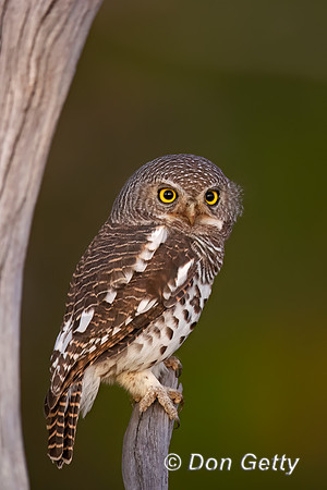 African barred Owlet