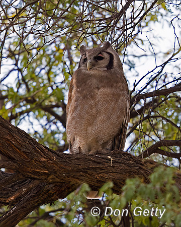 Verreaux's Eagle-Owl